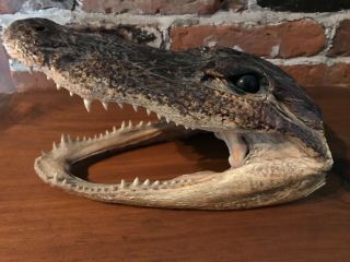 9” Crocodile Taxidermy Head