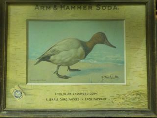 Arm & Hammer Soda Framed Advertisement / Canvasback Duck / Copyright 1905