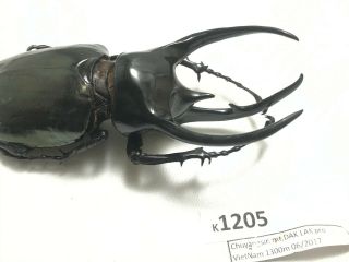K1205 Unmounted Rare Beetle Lucanus 117mm Vietnam