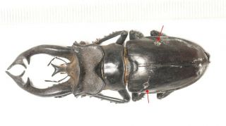 Lucanidae Lucanus Thibetanus Gennestieri 70.  6mm W.  Yunnan