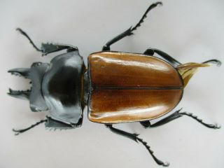 45085.  Lucanidae: Neolucanus sp.  Vietnam Central.  60mm.  over 2000m 2