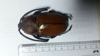 Beetle Euchirus Longimanus From Seram - Indonesia