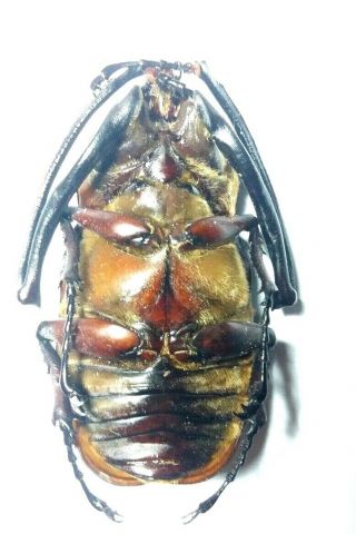 Beetle Euchirus Longimanus From Seram - Indonesia 2