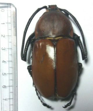 Beetle Euchirus Longimanus From Seram - Indonesia 3