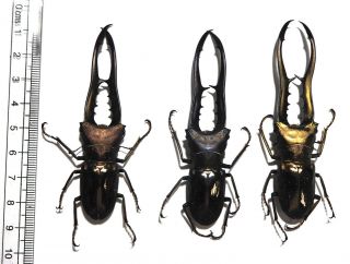 Lucanidae.  3 X Cyclommatus Metallifer Finae. ,  80mm Peleng Is (6)