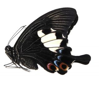 Papilionidae.  Papilio Fuscus.  (female) West Kalimantan.  (15)