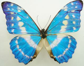 Morpho Cypris Cypris Male From Dept.  Santander,  Colombia