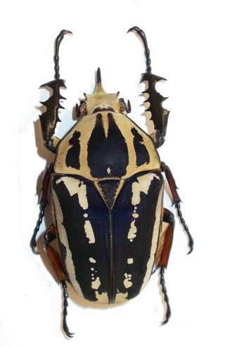 Cetoninae Mecynorrhina Ugandensis 58 Mm,  Colors