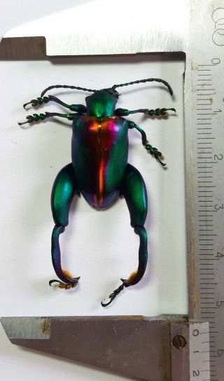 Monster Chrysomelidae : Sagra Buqueti Sp,  1 Pc,  Java,  Indonesia.