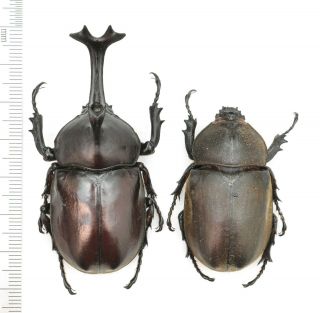 Dynastidae Trypoxylus Dichotomus 65mm Pair From China