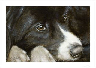 Border Collie Dog Portrait By John Silver.  Signed A4 Or A3 Size Print Bc266sp