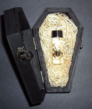 Real Female Black Widow Spider In A Black Wooden Coffin Quiet Gothic Pet