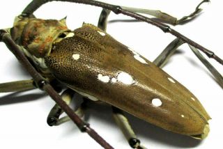 I005 Cerambycidae: Batocera Celebica Magica Male 56.  5mm