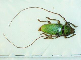 Very Rare Cerambycidae Prosopocera Bicolor Giant Male Xxl Cameroon