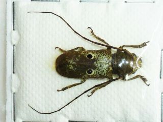 Very Rare Cerambycidae Prosopocera Bipuncta Bioculata Female Cameroon
