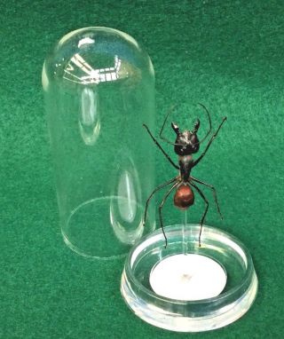O35 Entomology Taxidermy Large Soldier Ant Glass Dome Display Specimen Bullet