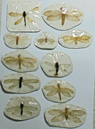 Neuroptera/ Megaloptera.  11 From West Kalimantan (12)