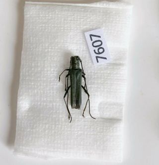 Cerambycidae Sp From Mt.  Ailaoshan Yunnan China No.  7607