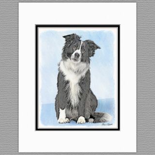 Border Collie Dog Art Print 8x10 Matted To 11x14