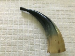 Vintage Blowing Steer Horn 12 " Long
