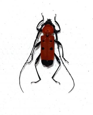 Cerambycidae.  Rosalia Oberthueri.  Mt Bawang.  West Kalimantan