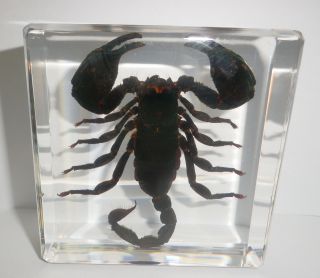 Asian Forest Black Scorpion In Medium Large Square Block Education Specimen