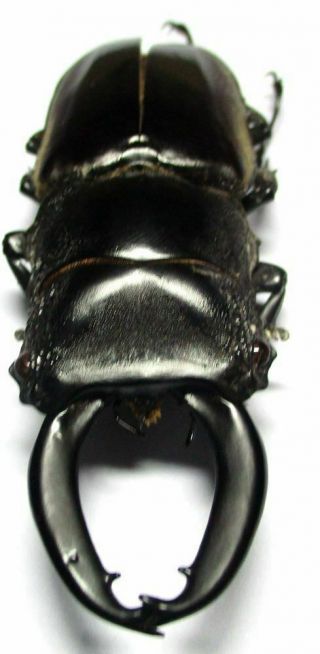 005 Lucanidae: Prosopocoilus Lumawigi Male 65mm Very Large