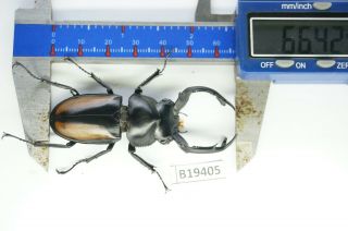 B19405 – Lucanus.  Lucanide Ps.  Beetles – Insects Ha Giang Vietnam 66mm A -