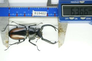 B19402 – Lucanus.  Lucanide Ps.  Beetles – Insects Quang Nam Vietnam 63mm
