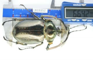 B19352 – Cheirotonus Battareli Ps.  Beetles – Insects Ha Giang Vietnam 66mm
