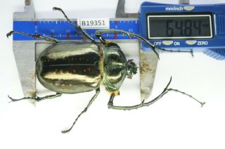 B19351 – Cheirotonus Battareli Ps.  Beetles – Insects Ha Giang Vietnam 64mm