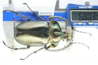 B19350 – Cheirotonus Jansoni Ps.  Beetles – Insects Ha Giang Vietnam 68mm
