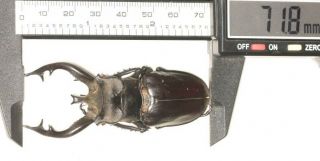 Lucanidae Lucanus Thibetanus 71.  8mm W.  Yunnan
