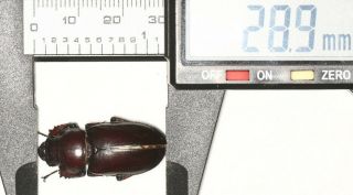 Lucanidae Lucanus Imitator Tibet 28.  9mm F
