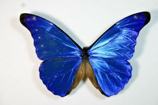 1 Morpho Cacica In A -