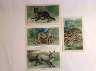 4 Different Arbuckle Bros Coffee Trade Cards,  Wild Animals