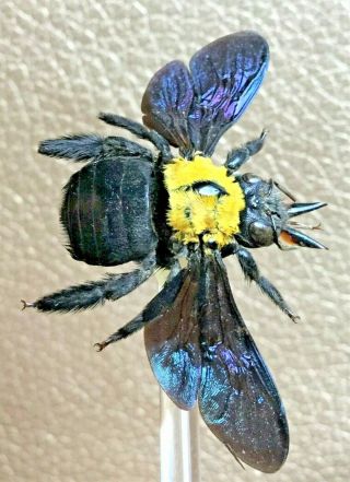J29 Iridescent Entomology Taxidermy F Tropical Carpenter Bee Glass Dome Display