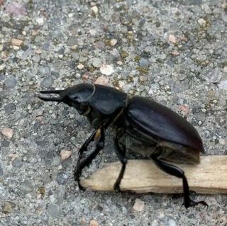 Large Black Stag Beetle Lucanus Mazama Male & Female Specimen Real Bug Rare Htf