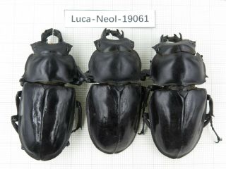 Beetle.  Neolucanus Sp.  China,  Yunnan,  Jinping County.  3m.  19061.