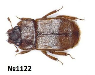 Coleoptera Nitidulidae ? Gen.  Sp.  Thailand 7mm