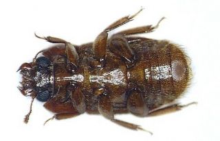 Coleoptera Nitidulidae ? gen.  sp.  Thailand 7mm 2