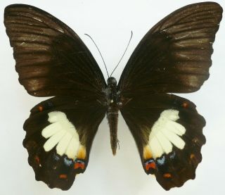 Papilio Aegeus Ssp.  Female From Waigeo Isl.  Repaired