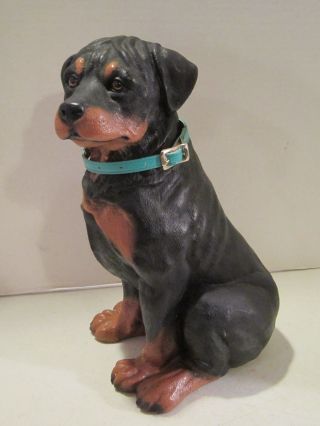 Vintage Adorable 12 " Rottweiler Resin Puppy With Rhinestone Collar - Vgc