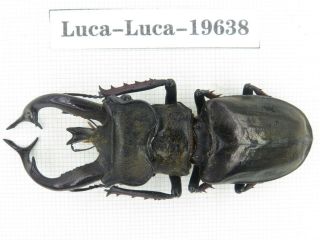 Beetle.  Lucanus Tibetanus Ssp.  Myanmar,  Kechin,  Nanse.  1m.  19638.