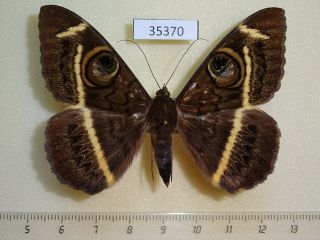 35370p Noctuidae Cyligramma Latona Madagascar