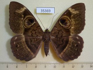 35369p Noctuidae Cyligramma Duplex Madagascar
