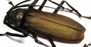 I002 Cerambycidae: Prioninae: Anomophysis Aegrota Male 79.  5mm Very Large