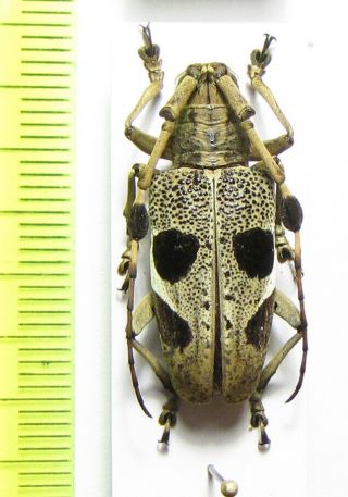 Cerambycidae,  Triammatus Chevrolati,  Malaysia,  Pahang