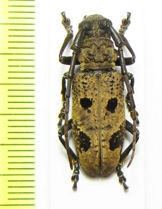 Cerambycidae,  Epicedia Wrayi,  Malaysia,  Pahang