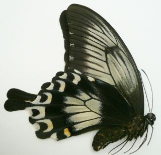 Papilio Ascalaphus Fukuyamai Female From Peleng Isl